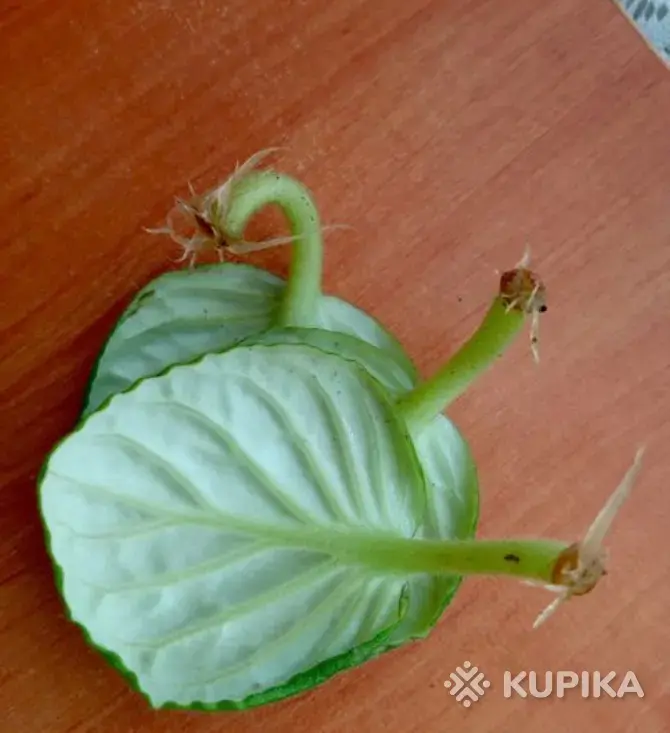 Укорененный лист фиалки - Вся Беларусь - 253207 - Доска объявлений Kupika.by - Фото 2