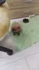 Мальчики померанского шпица - Вся Беларусь - 250689 - Доска объявлений Kupika.by - Фото 2