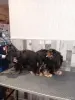 Малыши черноподпаллого кавалеркинг чарльз спаниеля - Вся Беларусь - 251020 - Доска объявлений Kupika.by - Фото 4