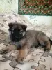 Собаки - Щенки немецкой овчарки - Вся Беларусь - Фото 8 Щенки немецкой овчарки - Вся Беларусь - 251603 - Доска объявлений Kupika.by - Фото 8