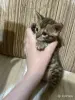 Кошки - Бенгальские котята - Вся Беларусь - Фото 2 Бенгальские котята - Вся Беларусь - 252148 - Доска объявлений Kupika.by - Фото 2