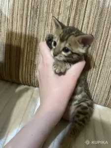 Бенгальские котята