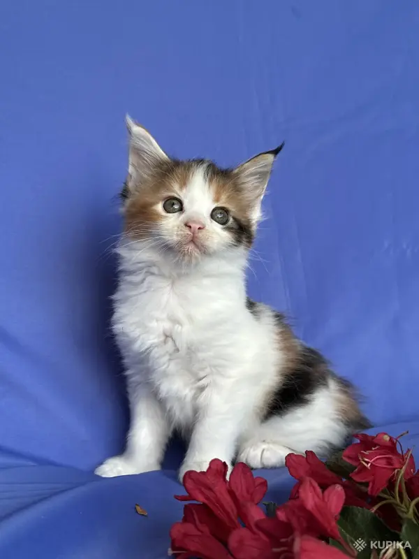 Кошки - Мейн-кун котята - Вся Беларусь - Фото 5 Мейн-кун котята - Вся Беларусь - 252096 - Доска объявлений Kupika.by - Фото 5