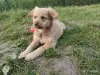 Собаки - ласковый щенок ищет доброго хозяина - Вся Беларусь - Фото 2 ласковый щенок ищет доброго хозяина - Вся Беларусь - 251367 - Доска объявлений Kupika.by - Фото 2
