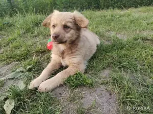 ласковый щенок ищет доброго хозяина