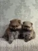Померанский шпиц. - Вся Беларусь - 252214 - Доска объявлений Kupika.by - Фото 2