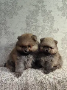 Померанский шпиц.