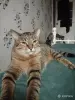 кошка Малява ищет дом! - Вся Беларусь - 252026 - Доска объявлений Kupika.by - Фото 3