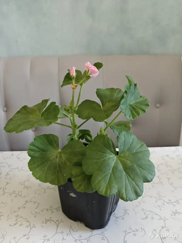 Комнатные растения - Розебудные цветущие герани Antique Rose - 15 и 22 рублей - Вся Беларусь - Фото 9 Розебудные цветущие герани Antique Rose - 15 и 22 рублей - Вся Беларусь - 251599 - Доска объявлений Kupika.by - Фото 9