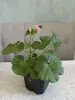 Комнатные растения - Розебудные цветущие герани Antique Rose - 15 и 22 рублей - Вся Беларусь - Фото 9 Розебудные цветущие герани Antique Rose - 15 и 22 рублей - Вся Беларусь - 251599 - Доска объявлений Kupika.by - Фото 9