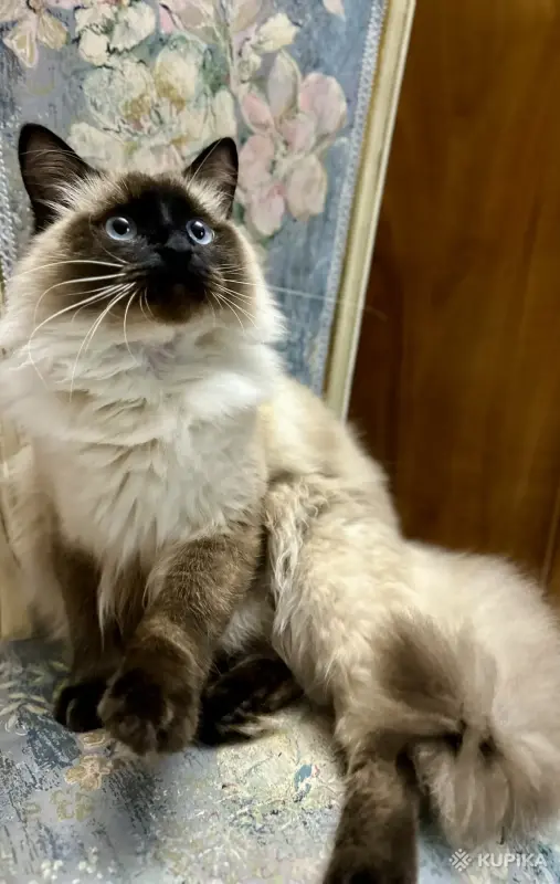 Котята невские маскарадные - Вся Беларусь - 251004 - Доска объявлений Kupika.by - Фото 7