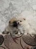 Мальчики померанский шпиц - Вся Беларусь - 250938 - Доска объявлений Kupika.by - Фото 2