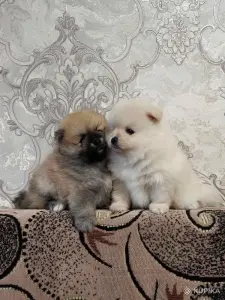 Мальчики померанский шпиц