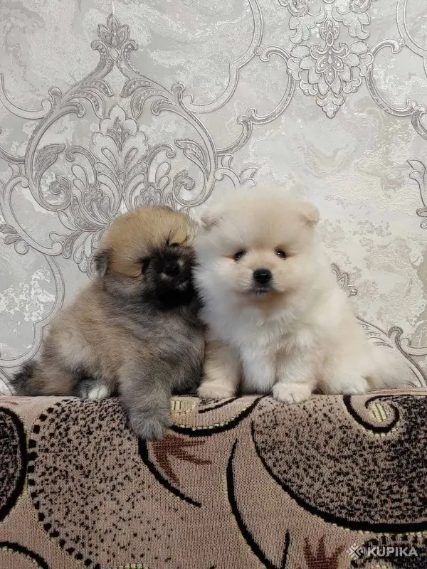 Мальчики померанский шпиц