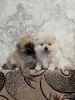 Мальчики померанский шпиц - Вся Беларусь - 250938 - Доска объявлений Kupika.by
