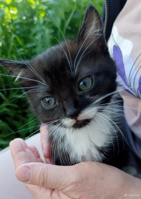 Котята - Вся Беларусь - 251484 - Доска объявлений Kupika.by - Фото 4