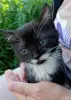 Котята - Вся Беларусь - 251484 - Доска объявлений Kupika.by - Фото 4