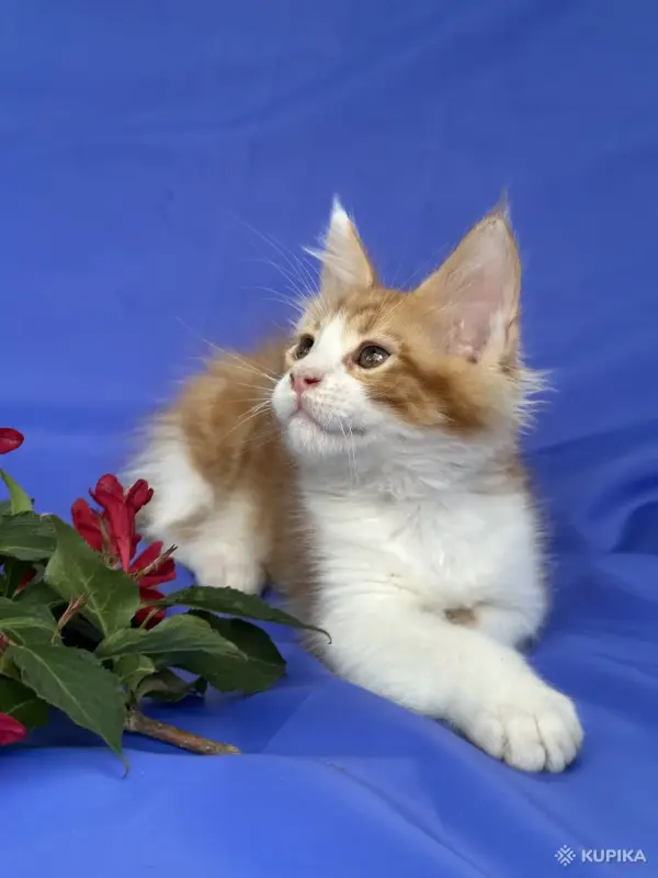 Кошки - Мейн-кун котята - Вся Беларусь - Фото 13 Мейн-кун котята - Вся Беларусь - 252096 - Доска объявлений Kupika.by - Фото 13