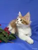 Кошки - Мейн-кун котята - Вся Беларусь - Фото 13 Мейн-кун котята - Вся Беларусь - 252096 - Доска объявлений Kupika.by - Фото 13