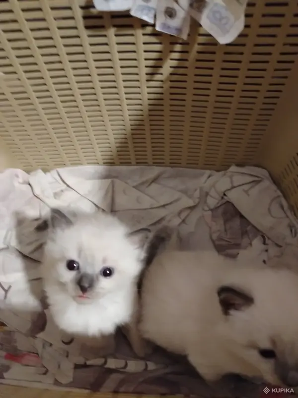 Котята невские маскарадные - Вся Беларусь - 251004 - Доска объявлений Kupika.by - Фото 9