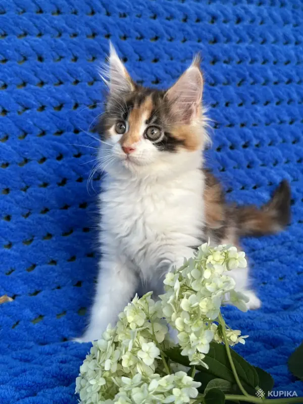 Мейн-кун котята