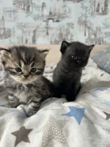 Котята шотландские