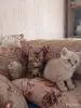 Кошки - Котята - Вся Беларусь - Фото 7 Котята - Вся Беларусь - 252062 - Доска объявлений Kupika.by - Фото 7