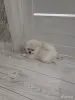 Мальчики померанского шпица - Вся Беларусь - 251619 - Доска объявлений Kupika.by - Фото 2