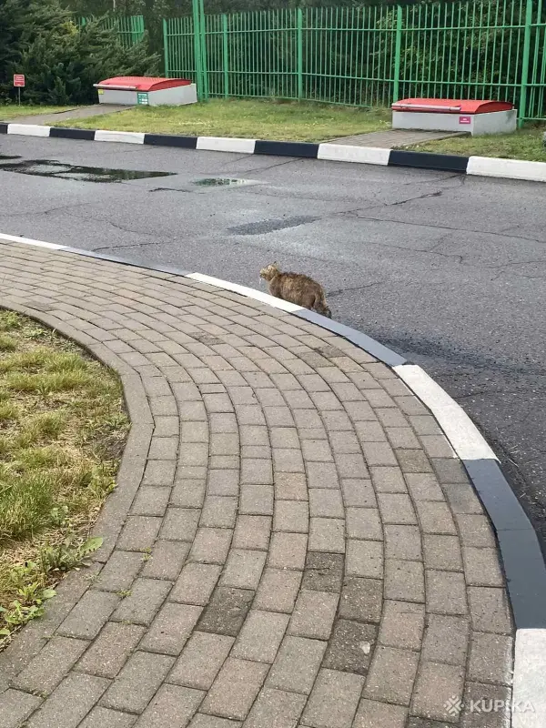 Коты на заправке! Срочно нужна помощь котам! Сос! - Вся Беларусь - 251511 - Доска объявлений Kupika.by - Фото 2