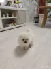 Щенок померанского шпица - Вся Беларусь - 251175 - Доска объявлений Kupika.by - Фото 6