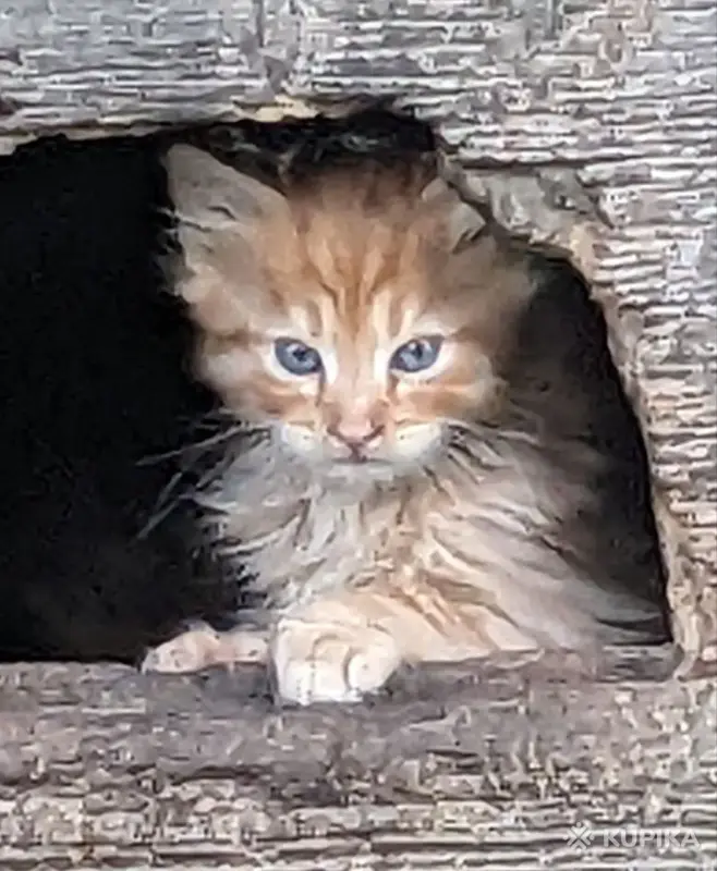 рыжий пушистый котенок - Вся Беларусь - 250967 - Доска объявлений Kupika.by - Фото 4