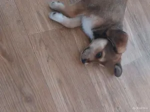 Щенок
