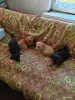 Собаки - Отдам в хорошие руки - Вся Беларусь - Фото 2 Отдам в хорошие руки - Вся Беларусь - 252344 - Доска объявлений Kupika.by - Фото 2
