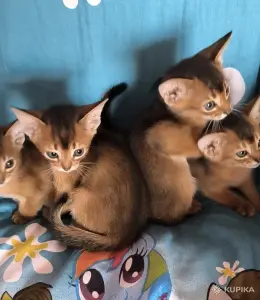 Абиссинкие чистопородные котята