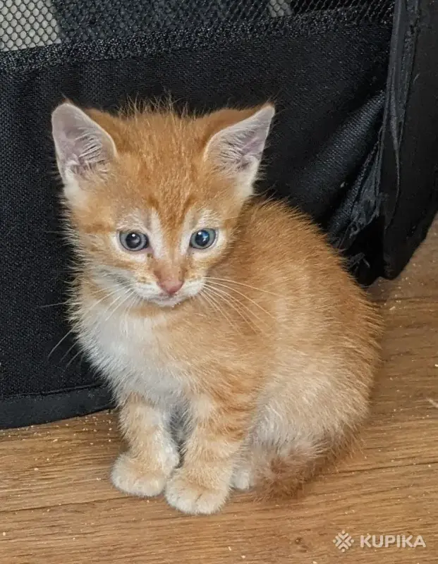 Кошки - рыжие котята пацаны - Вся Беларусь - Фото 6 рыжие котята пацаны - Вся Беларусь - 251465 - Доска объявлений Kupika.by - Фото 6