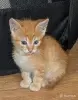 Кошки - рыжие котята пацаны - Вся Беларусь - Фото 6 рыжие котята пацаны - Вся Беларусь - 251465 - Доска объявлений Kupika.by - Фото 6