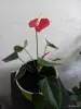 Комнатные растения антуриум красный - Вся Беларусь - 252944 - Доска объявлений Kupika.by - Фото 3