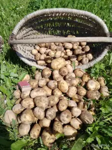 Молодой картофель