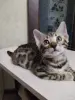 Котенок бенгальский - Вся Беларусь - 250699 - Доска объявлений Kupika.by - Фото 3