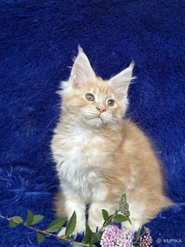 Кошки - Мейн-кун котята - Вся Беларусь - Фото 13 Мейн-кун котята - Вся Беларусь - 252201 - Доска объявлений Kupika.by - Фото 13