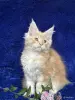 Кошки - Мейн-кун котята - Вся Беларусь - Фото 13 Мейн-кун котята - Вся Беларусь - 252201 - Доска объявлений Kupika.by - Фото 13