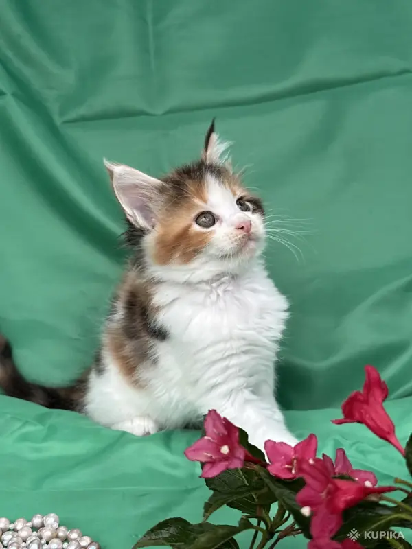 Кошки - Мейн-кун котята - Вся Беларусь - Фото 5 Мейн-кун котята - Вся Беларусь - 251799 - Доска объявлений Kupika.by - Фото 5