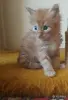 Мейн-кун - Столин - 250950 - Доска объявлений Kupika.by - Фото 4