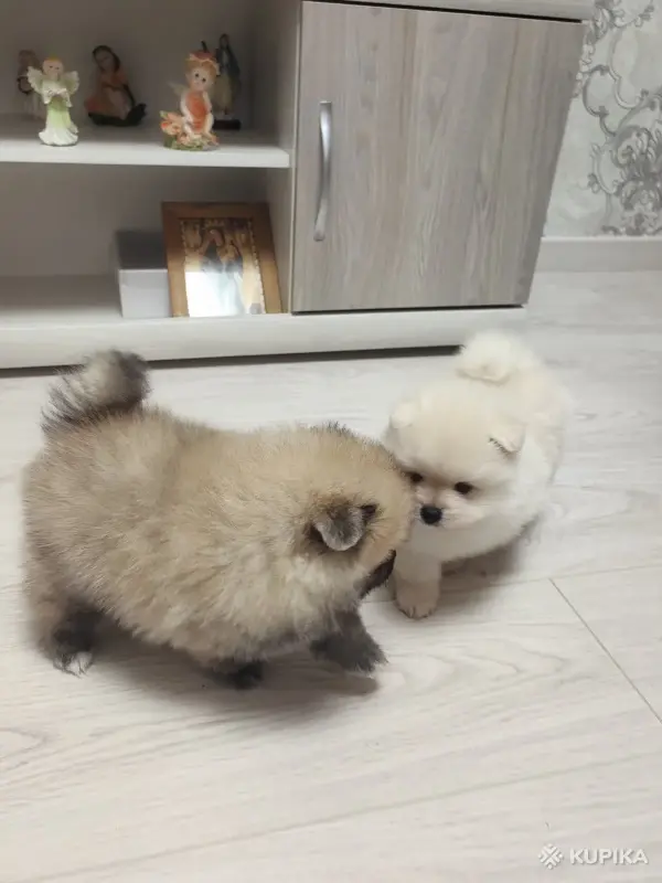 Щенок померанского шпица - Вся Беларусь - 251175 - Доска объявлений Kupika.by - Фото 9