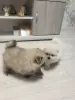 Щенок померанского шпица - Вся Беларусь - 251175 - Доска объявлений Kupika.by - Фото 9