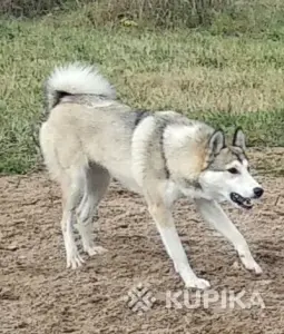 Продаются щенки западно сибирской лайки