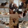 Сельскохозяйственные животные - Продам мясо-яичных цыплят - Вся Беларусь Продам мясо-яичных цыплят - Вся Беларусь - 250594 - Доска объявлений Kupika.by
