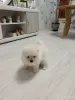 Щенок померанского шпица - Вся Беларусь - 251175 - Доска объявлений Kupika.by - Фото 8