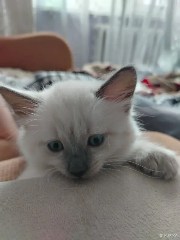 Котята невские маскарадные - Вся Беларусь - 251004 - Доска объявлений Kupika.by - Фото 2