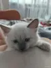 Котята невские маскарадные - Вся Беларусь - 251004 - Доска объявлений Kupika.by - Фото 2